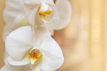 Fototapeta na wymiar Beautiful white orchid close up on light blurred background. Delicate flower orchid in pastel colors. Soft focus. Cope space for text or congratulations