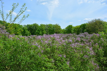 Fototapeta na wymiar Lilac grove on a background of green trees and a light blue sky