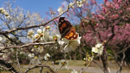 蝶と梅の花