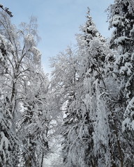 Vnukovo forest winter 2018