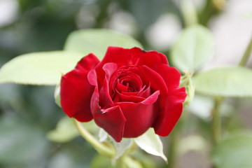 rosenblüte