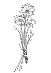 Cornflowers, summer flower. Hand drawn. Coloring page for children and adults. Vector illustration