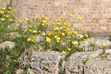 yellow flower Cyprus