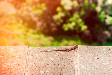 Lizard sitting on brown stone enjoying morning sun.