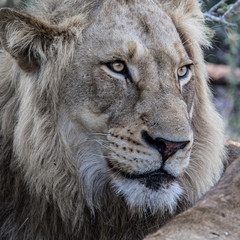 Fototapeta premium Portret młodego samca lwa w Sabi Sands Game Reserve, części regionu Greater Kruger w RPA