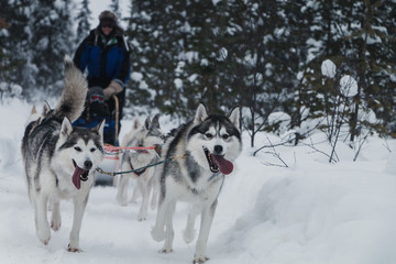 Husky sledge
