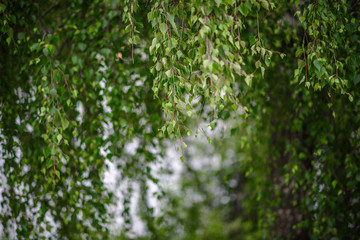 Birch forest. Background of nature on forest lake