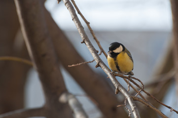 cute Great Tit looking at the camera, resting on a tree branch