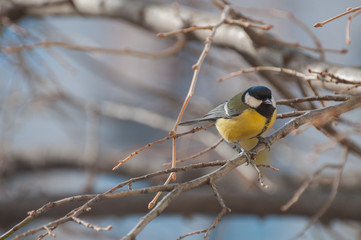 curious Great Tit waiting on a tree branch