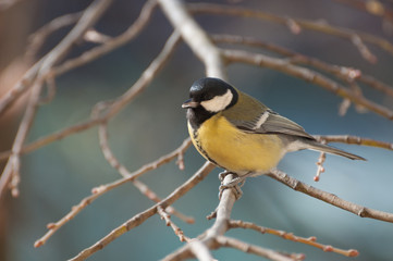 Fototapeta premium curious Great Tit resting on a tree branch