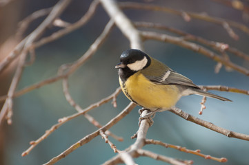 curious Great Tit resting on a tree branch