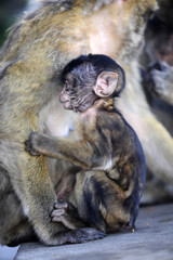 Baby-Berberaffe mit Muttertier auf Gibraltar  (Macaca sylvanus) - Barbary macaque 
