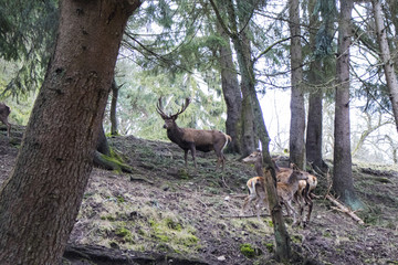 A majestic brown deer