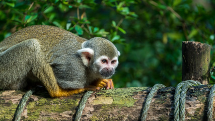 Cute squirrel monkey