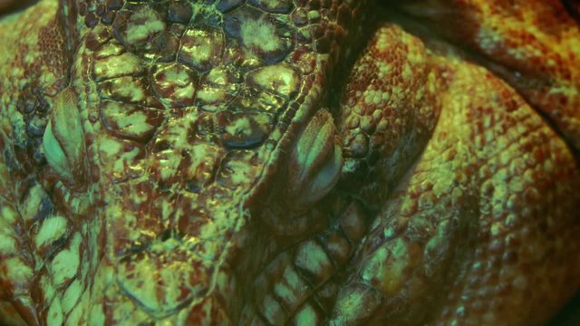 The Argentine red tegu, (Tupinambis rufescens) is one of species of lizards.