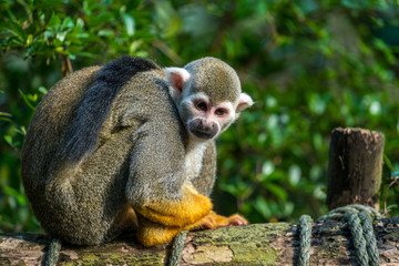 Cute squirrel monkey