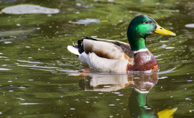 Duck at the park of the city of Olbia - Sardinia