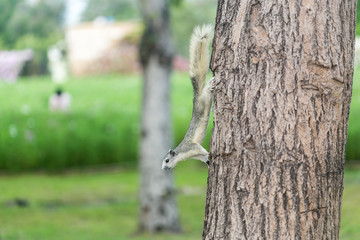 Squirrel on the tree