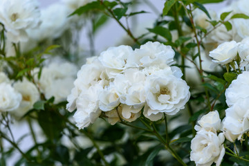 白い満開のバラの花