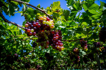 Landscape with autumn vineyards and organic grape on vine branches