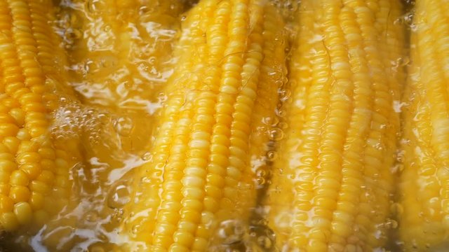 4K Fresh sweet yellow corn in hot pot boiler the nutrition high vitamin with fiber fruit and vegetable for good health