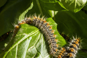 Thaumetopoea pityocampa caterpillar