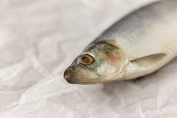 tasty salted herring on parchment paper, fish head