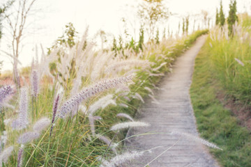 Walkway with grass beside the way on the hill