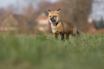 Fototapeta premium Fuchs