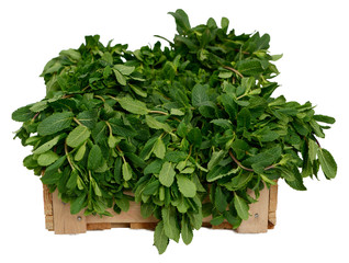 Mint in wooden box on white background