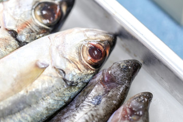 Finding parasites in samples animals for education in laboratory.