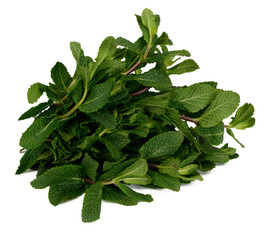 Mint on white background