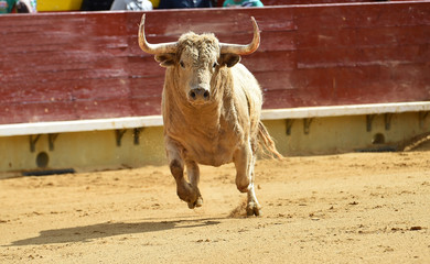 toro en plaza de toros de españa