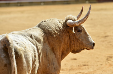 white bull