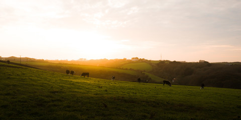 Fototapeta premium Cows at sunset