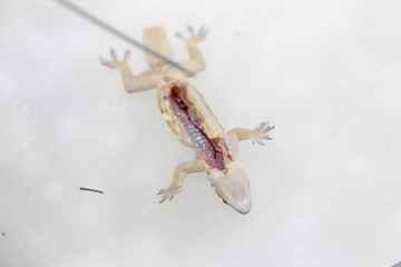 Finding parasites in samples animals for education in laboratory.