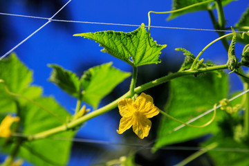 Green young plant growing and flowering in the farm, zucchini. Agriculture of Thailand.
