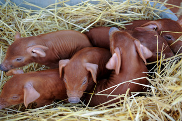 Red pigs of Duroc breed. Newly born. © galitsin