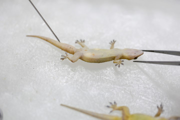 Finding parasites in samples animals for education in laboratory.