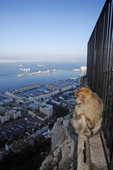 Berberaffe auf Gibraltar (Macaca sylvanus) - Barbary macaque