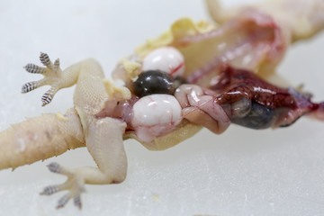 Finding parasites in samples animals for education in laboratory.