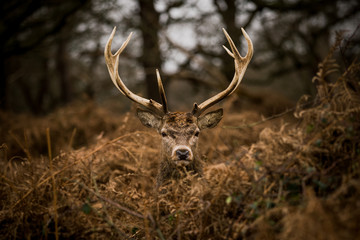 Deer in the park