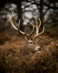 Deer in the park