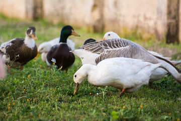 Horizontal View of a Group of Ducks Grazing in the Grass. Taranto, South of Italy