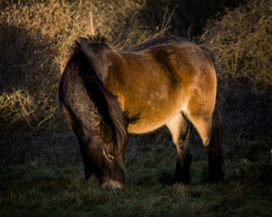 Wild horse at golden hour