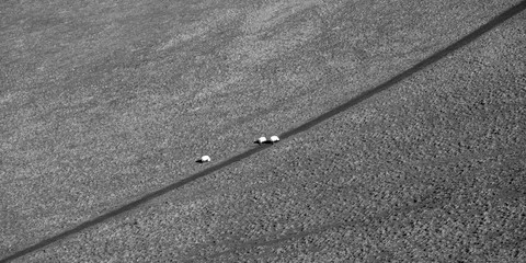 Fototapeta premium Sheep eating their way through a field