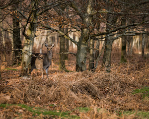 Deer in the woods
