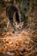 Naklejka premium Deer in the woods