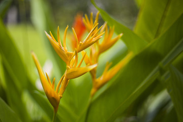 strelicja królewska