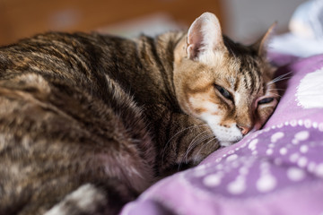 Fototapeta na wymiar cat lying on bed